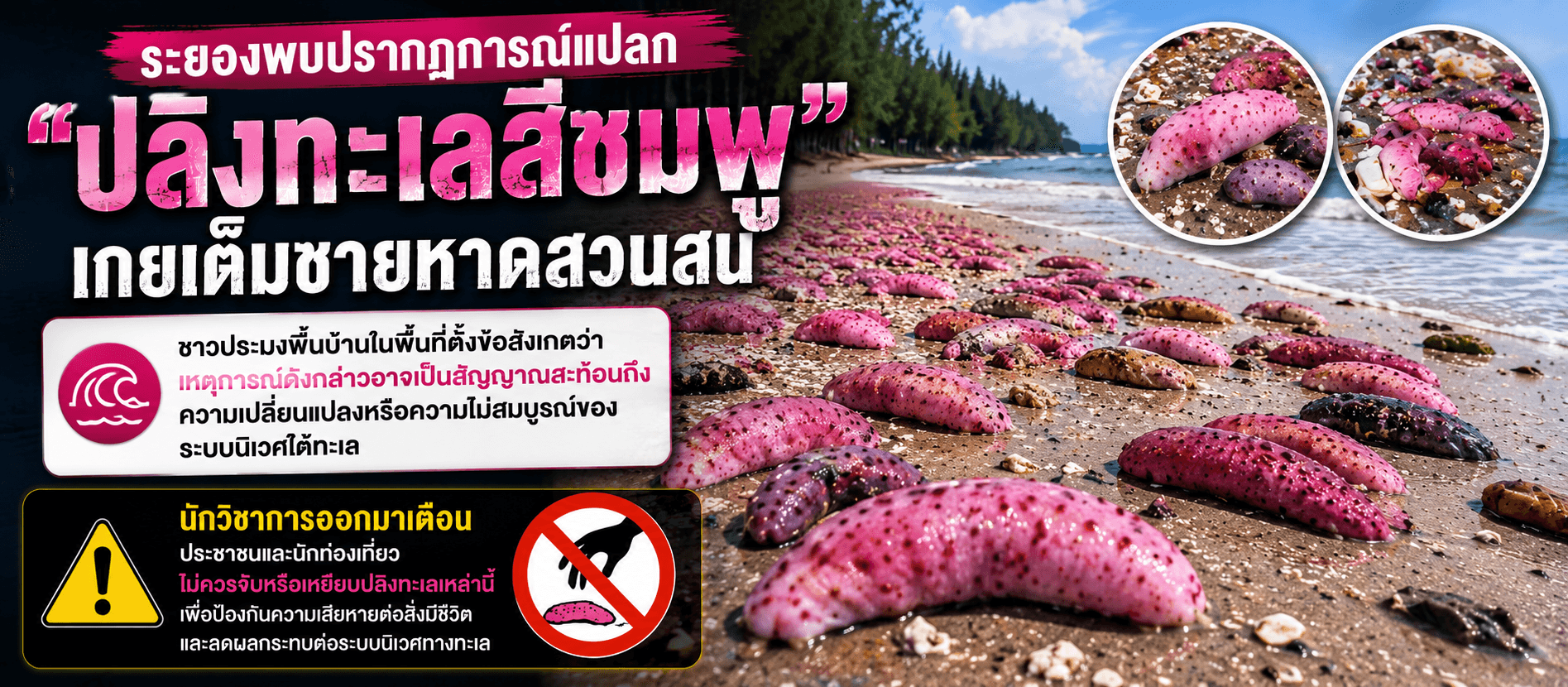 สัญญาณเตือนใต้ทะเล? ปลิงทะเลสีชมพูเกยฝั่ง