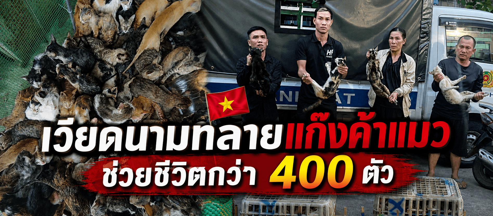 เวียดนามทลายแก๊งค้าแมว ช่วยชีวิตกว่า 400 ตัว