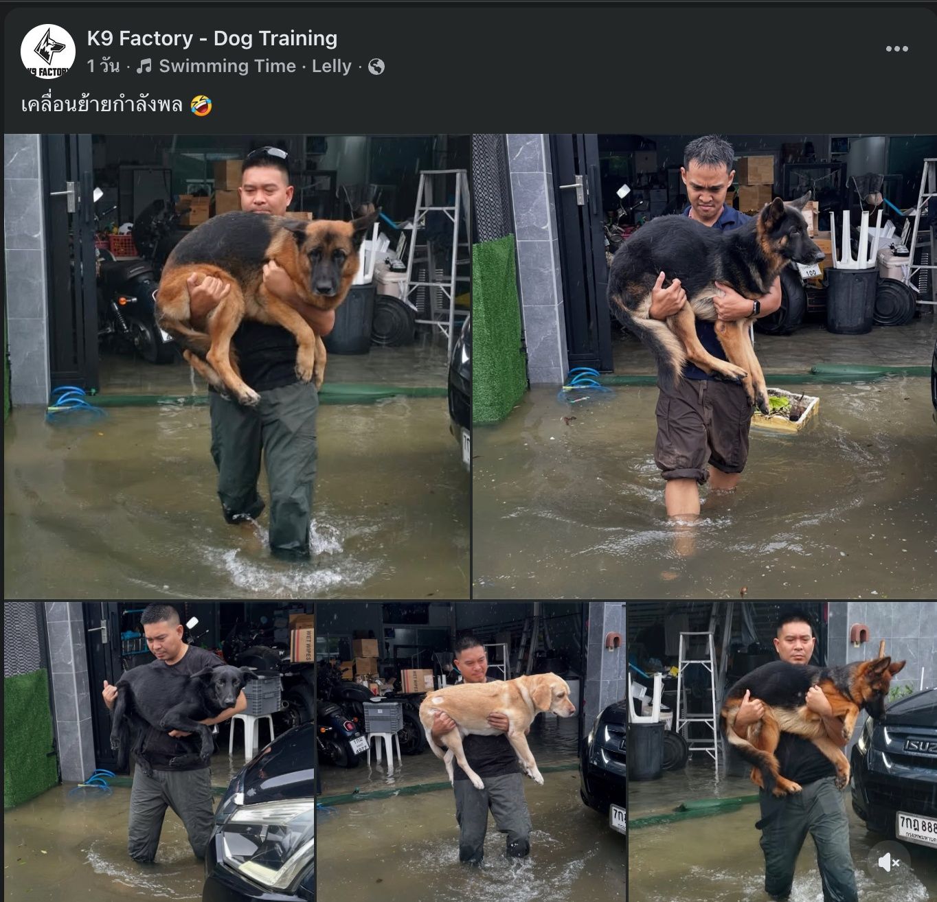 k9.jpg